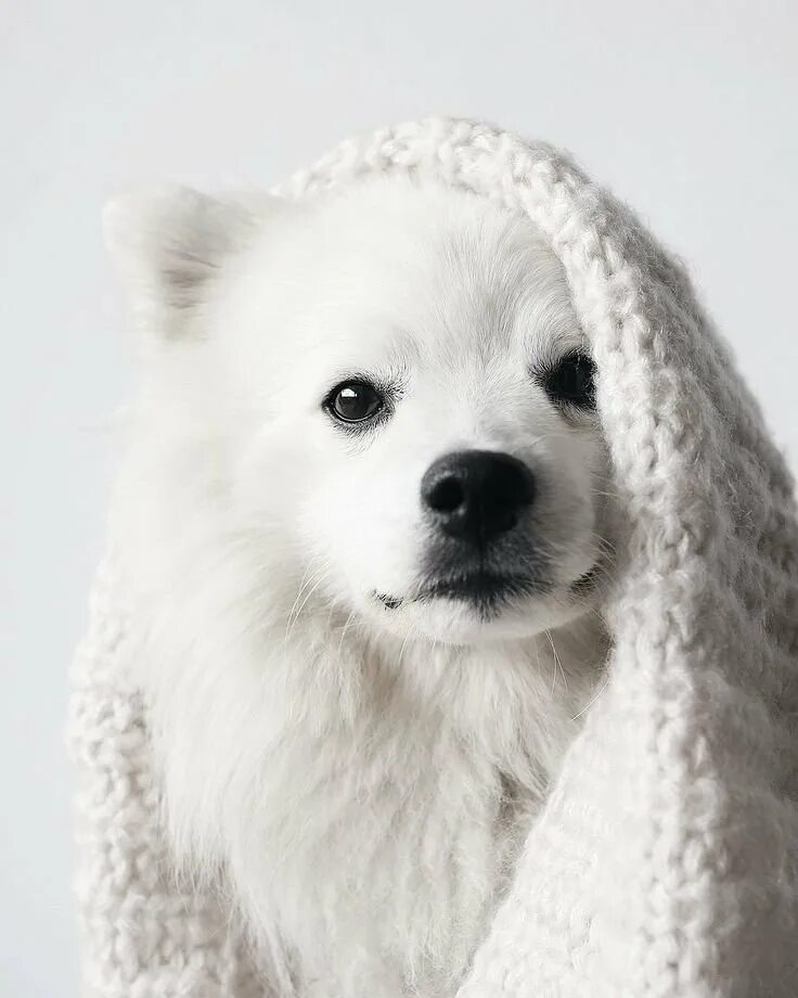 Милые белые собачки