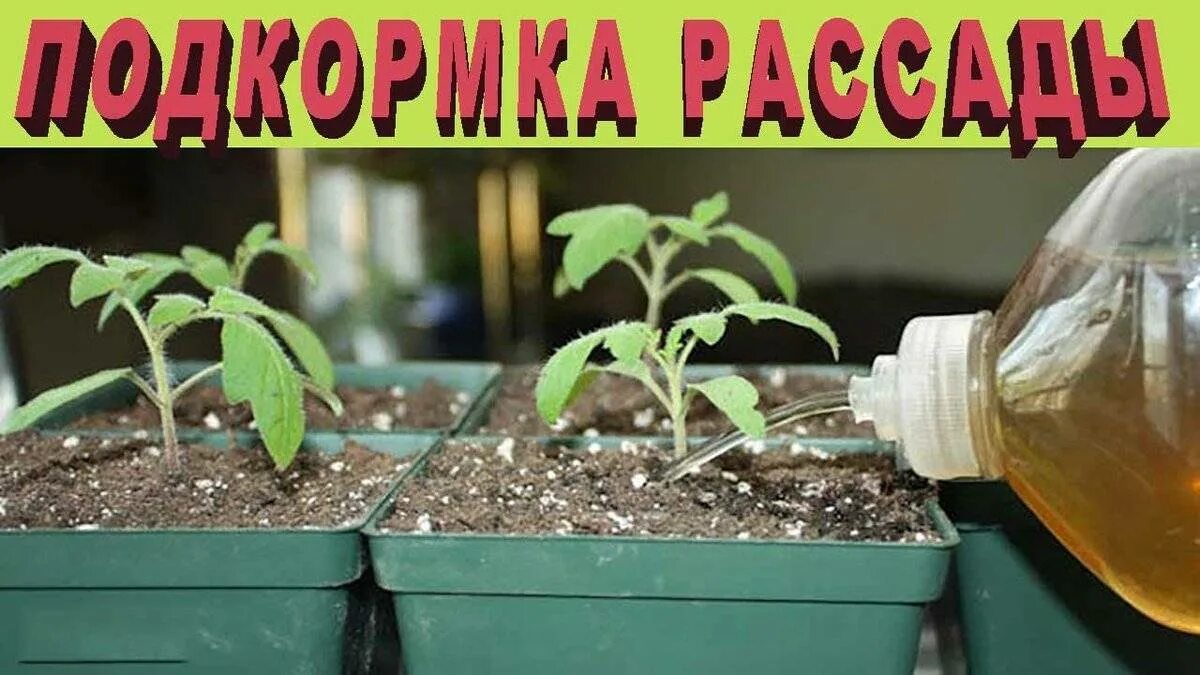 Чтоб рассада была толстенькой чем подкормить. Подкармливание рассады томатов. подкормка рассады томатов после пикировки. пикирование рассады помидор. рассада томатов и перца.