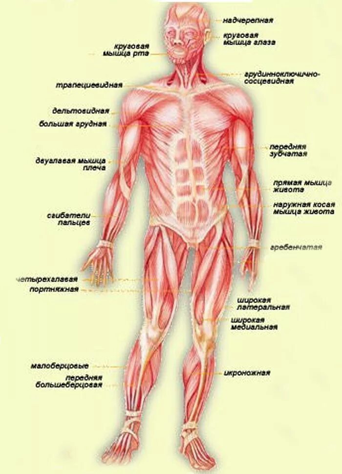 Мышцы орган человека. Строение опорно-двигательного аппарата. Опорно-двигательная система человека мышцы. Строение опорно-двигательной системы анатомия. Строение мышц опорно двигательная система.