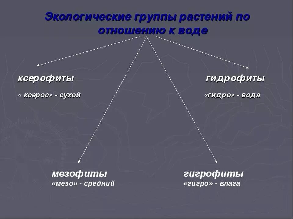 Три экологические группы. Экологические группы растений по отношению. Экологические группы растений по отношению к воде. Экологически группы растений по отношению к воде. Группы растений по отношению.