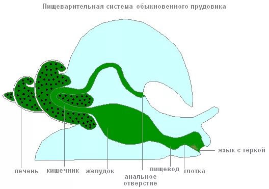 Пищеварительная система прудовика. Выделительная система малого прудовика. Строение пищеварительной системы большого прудовика. Пищеварительная система малого прудовика. Дыхание улиток