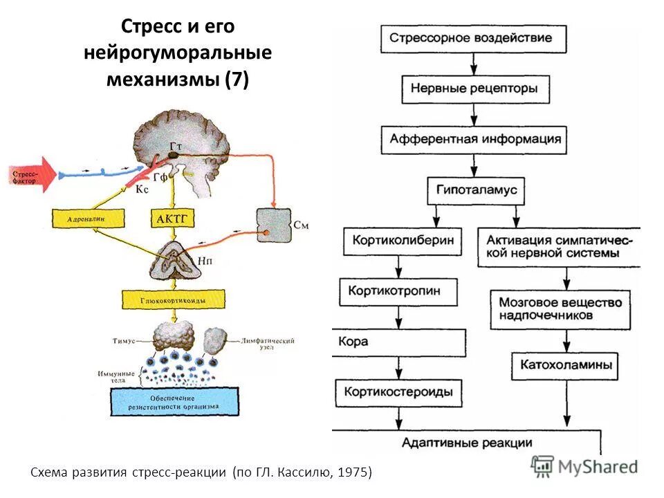 Схема нейрогуморальной регуляции стресс реакции. Схема развития стрессовой реакции. Нейро-гуморальный механизм стресс-реакции. Схема развития стресс-реакции (по г.н. Кассилю, 1975). Механизмы развития стресса