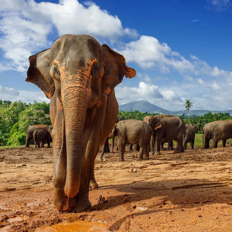 Пиннавела шри ланка. Шри Ланка слоны Пинавелла. Слоновий питомник Шри Ланка. Питомник Пиннавела Шри Ланка.