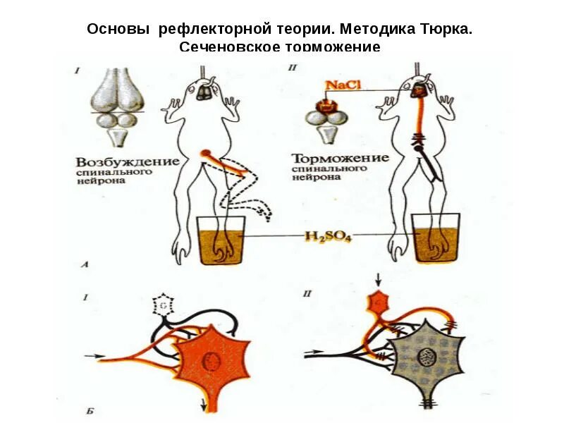 Торможение рефлексов опыт сеченова. Рефлексы лягушки. Схема сеченовского торможения. Опыт сеченова схема рефлекса. Рефлекс тюрка.