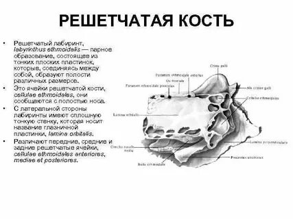 Ячейки решетчатой кости