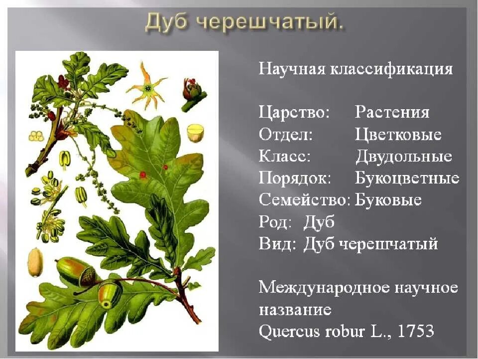 Дуб черешчатый (обыкновенный). Дуб черешчатый царство отдел. Семейство буковые дуб черешчатый. Дуб черешчатый систематика. Дуб относится к голосеменным