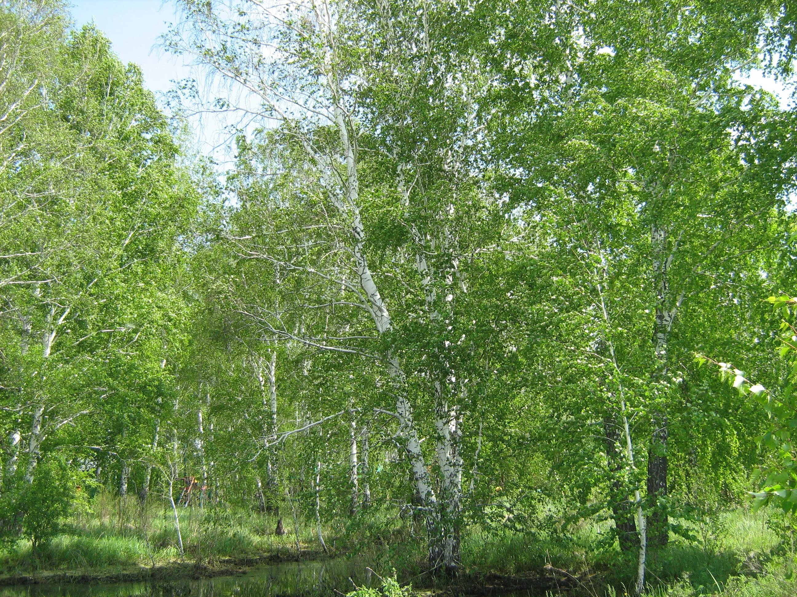 Алтайская березка. Береза бородавчатая. Береза пушистая Betula Куршская коса. Алтайский заповедник береза бородавчатая. Берёза ольховидная.