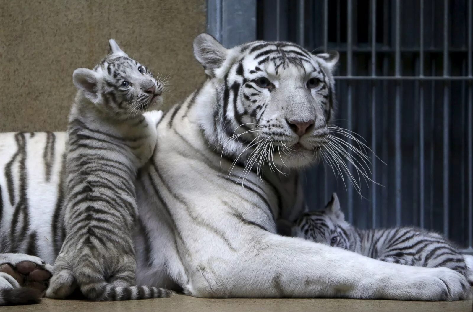 Какой тигр белый. Белый тигр и тигрица с тигрятами. Амурский тигр белый. Амурский тигр альбинос. Бенгальский тигр альбинос.