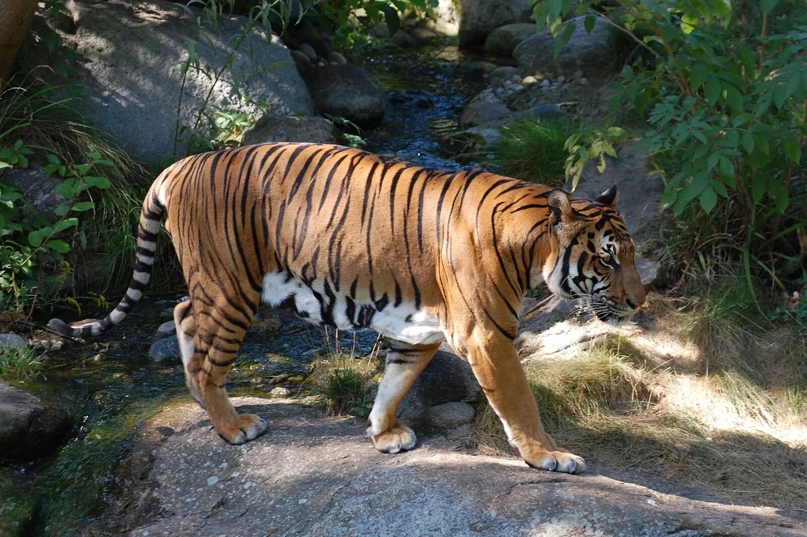 Индокитайский тигр(Корбетта). Индокитайский тигр (Panthera Tigris corbetti). • Индокитайский тигр • малайский тигр. 4. Амурский тигр (Panthera Tigris).