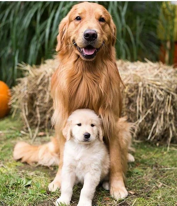 Instagram photo by The Golden Retrievers Fanpage * Apr 28, 2016 at 7:03am UTC Go