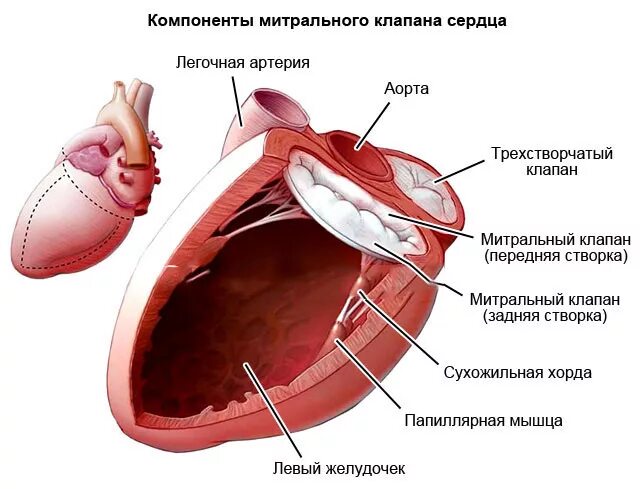 Наличие хорды у человека. Хорды митрального клапана анатомия. Створки митрального клапана сердца. Строение створок митрального клапана. Строение створка митрального клапана.