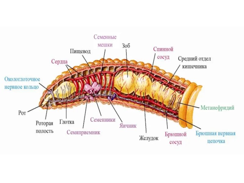 Кольчатые черви половая. Половая система кольчатого червя. Органы половой системы у кольчатых червей. Тип кольчатые черви Annelida. Структуры половой системы кольчатых червей.
