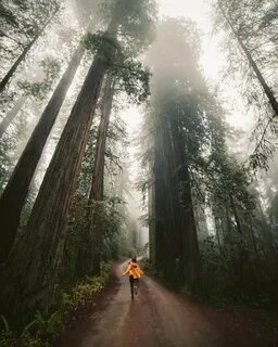 Hard times at sequoia state park