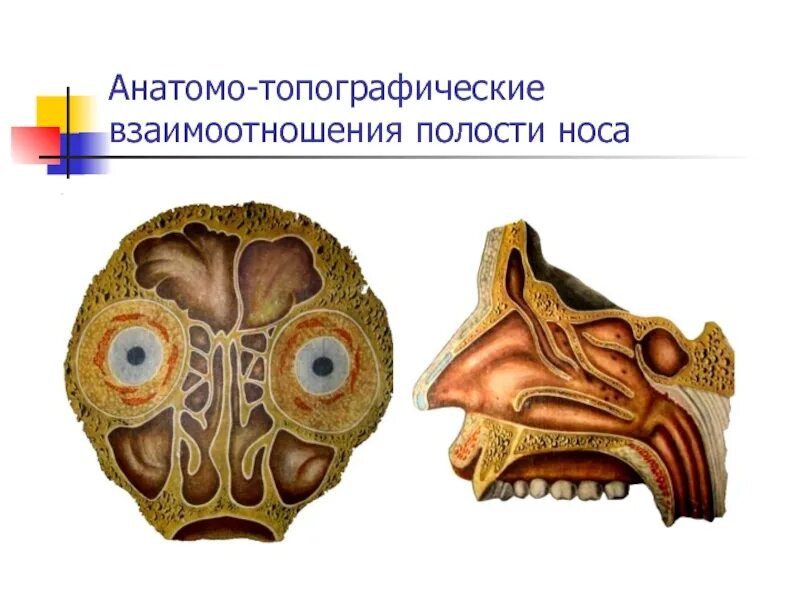 Череп носовая полость. Топография черепа носрваяполость. топография черепа носовая полость. полость носа топографическая анатомия. полость носа хоаны.