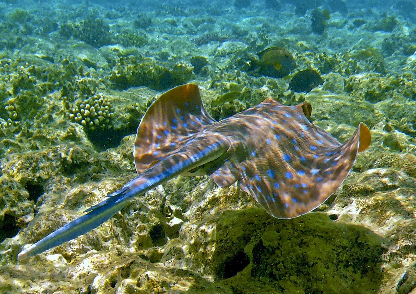 котик симеиз. черноморский кот. черноморский кот. котик на море. скат-хвостокол морской кот.