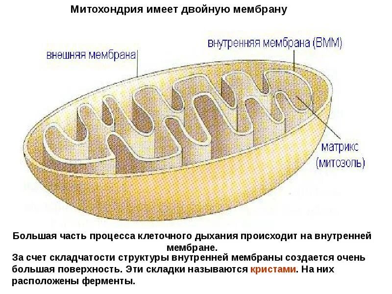 Строение органеллы митохондрии. Наружная мембрана матрикс кристы. Складки мембран митохондрий называются. Структура органоидов митохондрия. Складки мембран митохондрий называются.