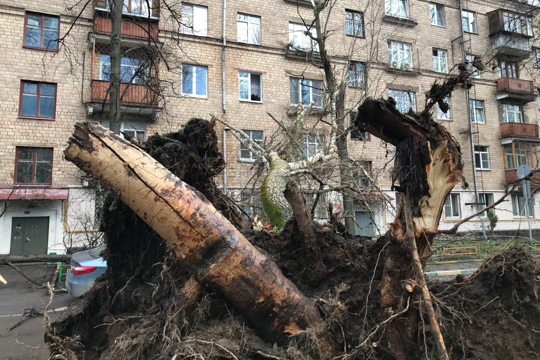 Сегодня был сильный. Ураган в Рыбинске. Ураган деревья. Сильный ветер. Сильный ветер в Москве.