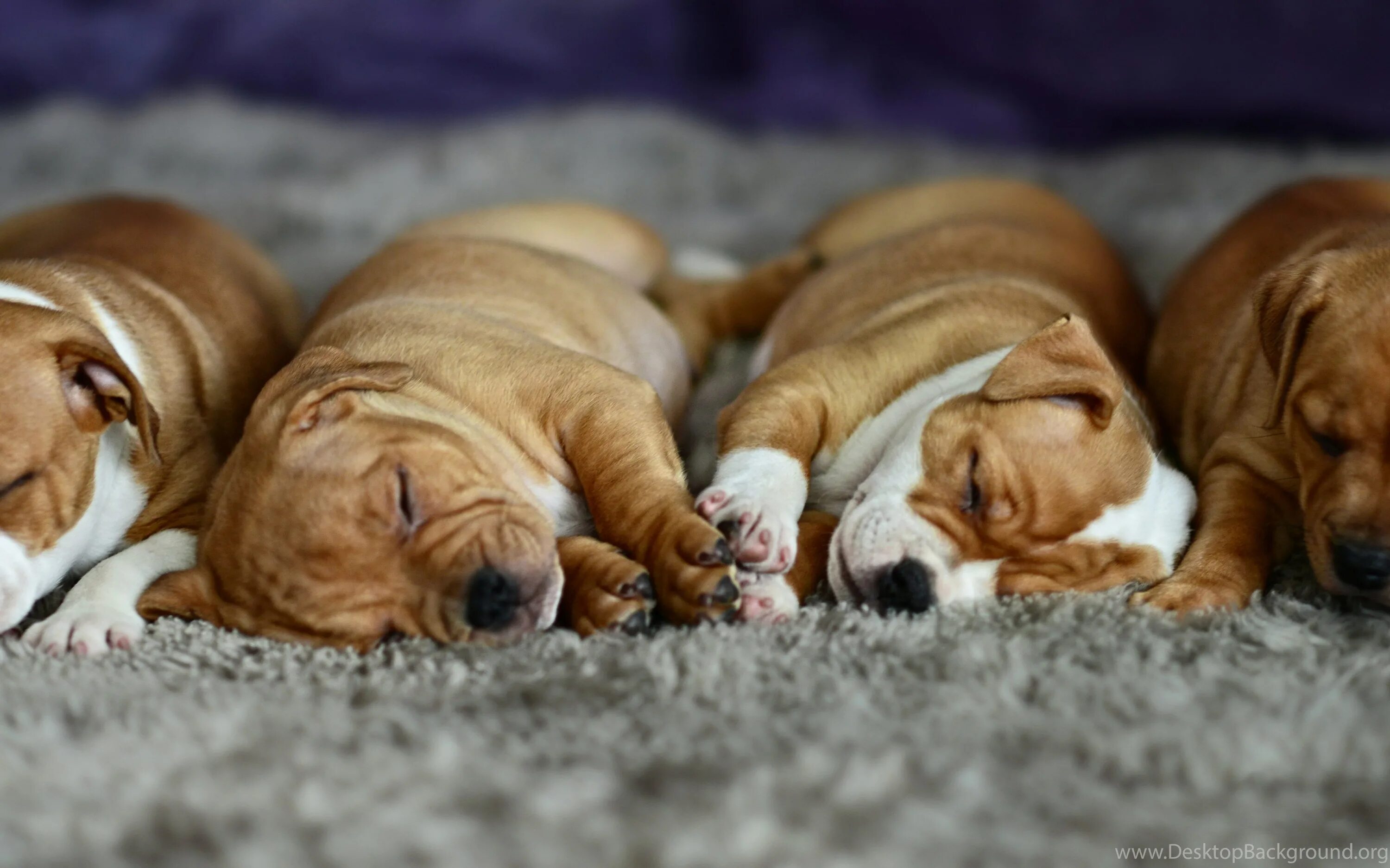 Спящие щенки. Много щенков.