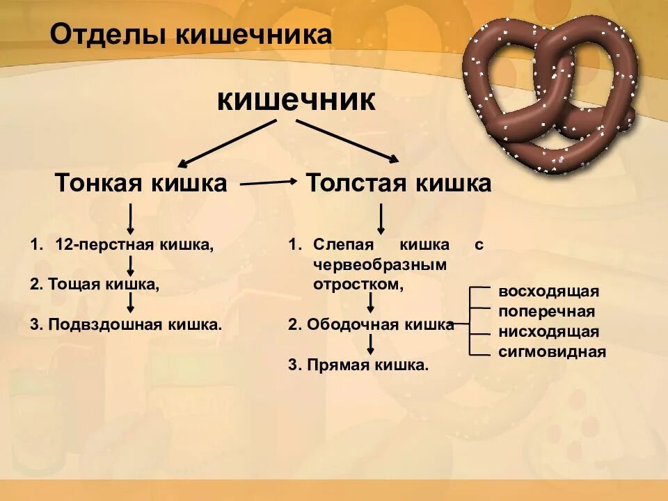 Функции толстого отдела кишечника. Тонкая и толстая кишка отделы. строение отделов тонкого и толстого кишечника. отделы тонкого и толстого кишечника схема. толстый и тонкий кишечник. отделы, строение функции.
