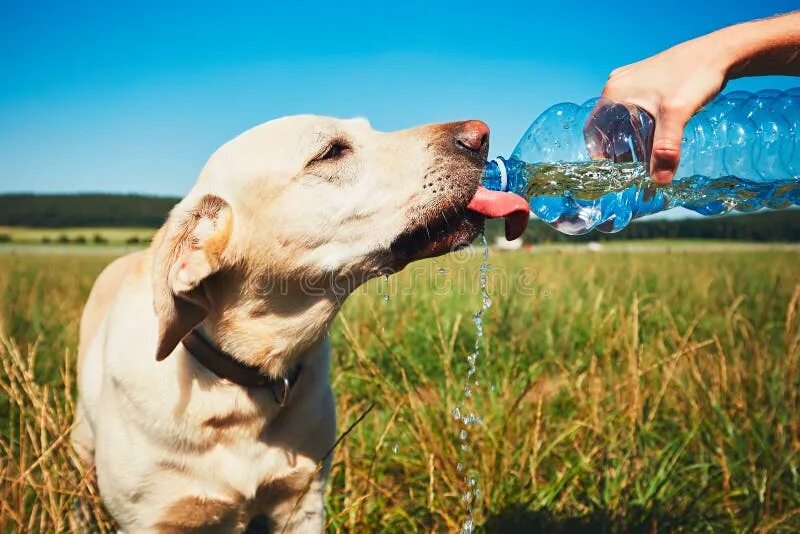 Сколько собака может без воды. Лабрадор пьет воду. Собака пьет. Собака пьет воду. Собачья жара.