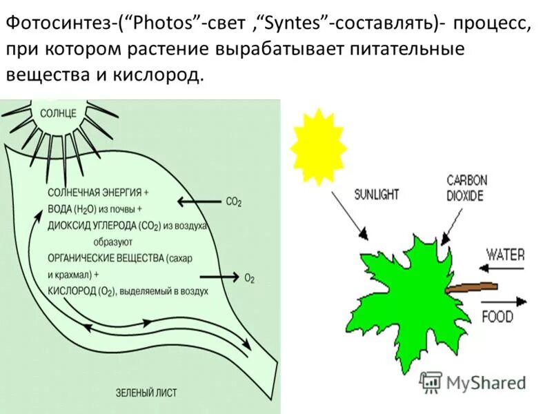 Рисунок фотосинтеза