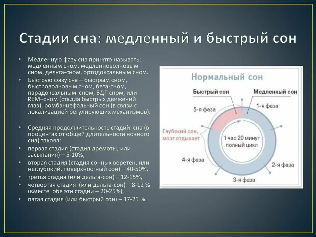 Стадии сна медленный и быстрый. Фаза быстрого сна. Фаза медленного сна. Медленная и быстрая фазы СН.