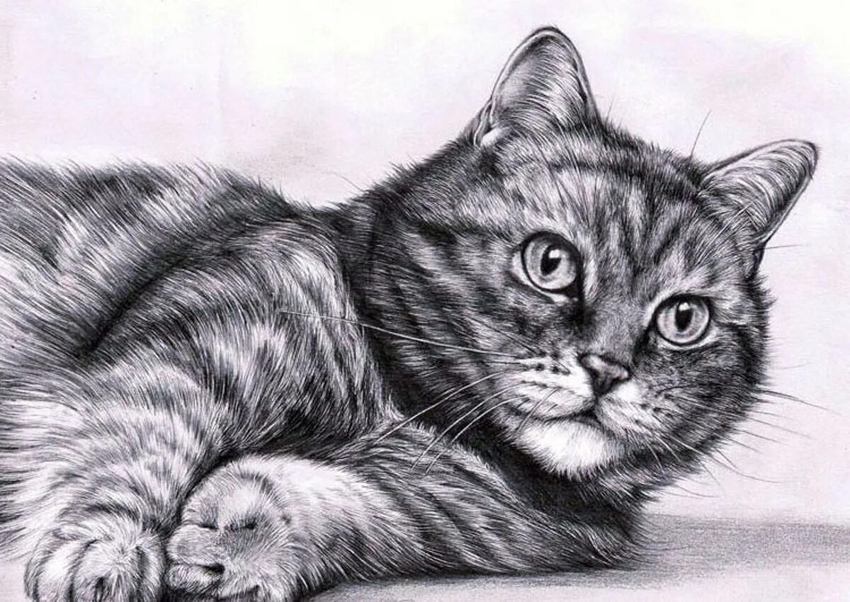 Кошка карандашом. Кошка рисунок карандашом. Картинки кошек карандашом. Котик рисунок карандашом.