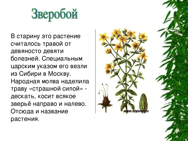 Лечебные травы 2 класс