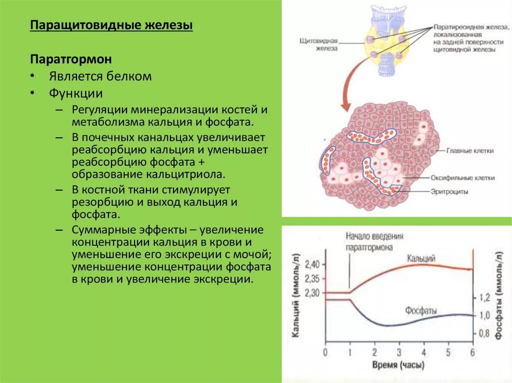 Гормоны паращитовидной железы кальцитонин. Паратгормон остеокласты. Паратгормон паращитовидной железы. Околощитовидные железы и паратгормон.