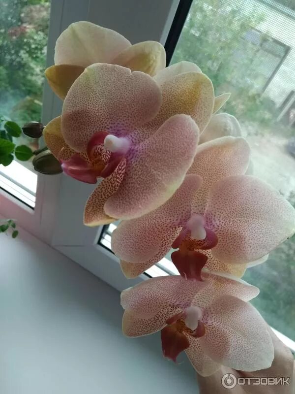 Орхидея вулкан фото Фаленопсис розе