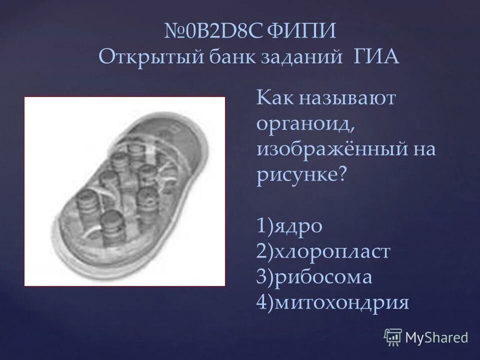 митохондрии хлоропласты рибосомы. митохондрии и хлоропласты строение и функции. органоиды растительной клетки рисунок. что такое двумембранные и полуавтономные органоиды. рибосомы лизосомы митохондрии.