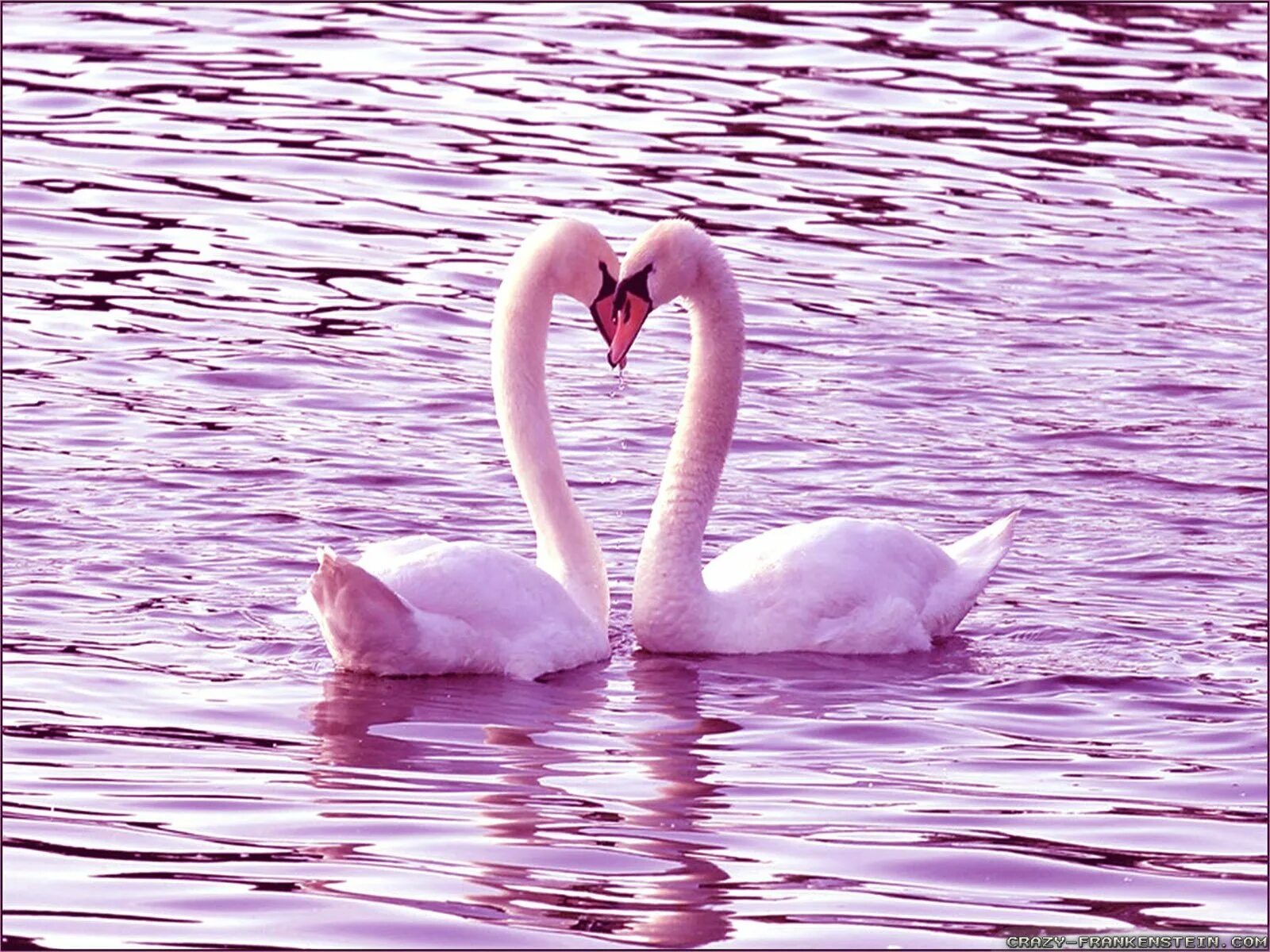 Розовый лебедь. 2 Лебедя. Любовь и лебеди. Красивые лебеди. Синий верность