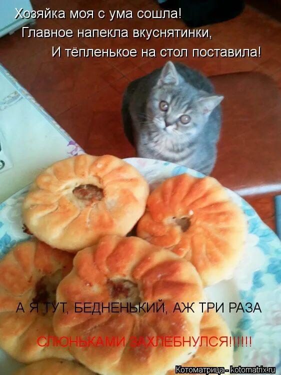 Моя хозяйка. Коты котоматрица. Анекдоты про кухню. Картинки моя хозяйка вернулась. Кошка на люстре.
