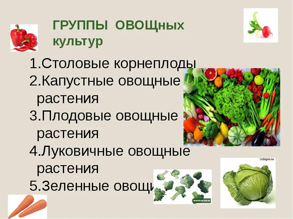 Группы овощных культур. Овощные культурные растения. Овощные культуры презентация. Презентация на тему овощные культуры. Список овощных растений