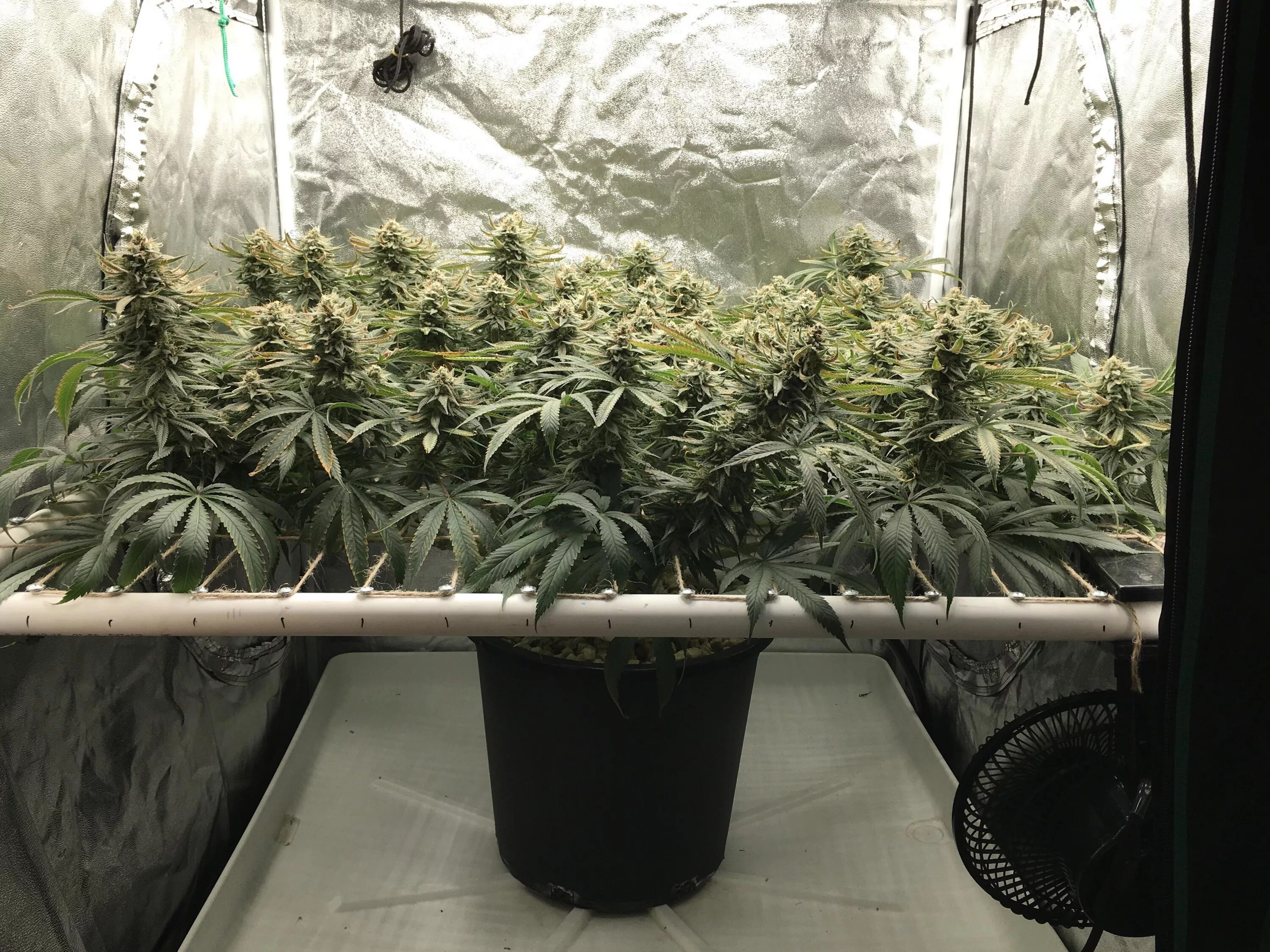 We grow well. Индор скрог. Скрог автоцвет. SCROG каннабис.