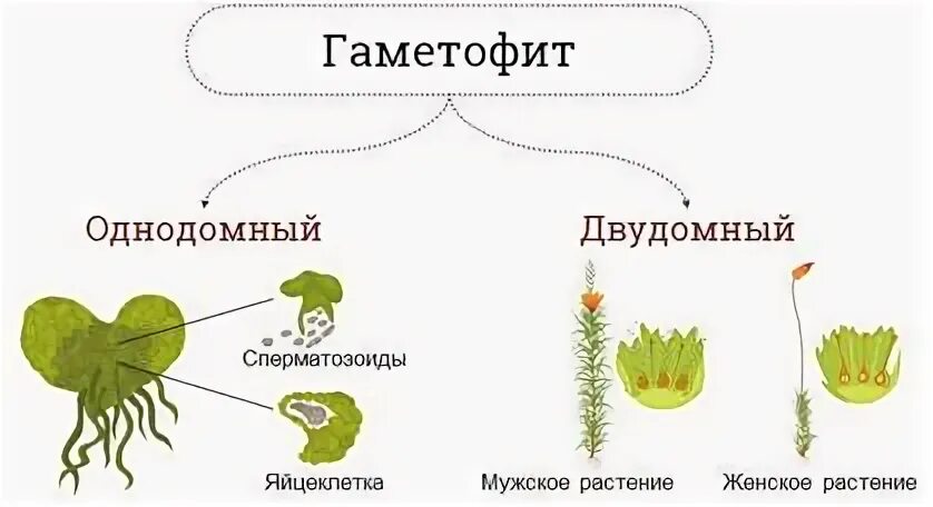 Из предложенного списка выберите низшие растения. Высшие и низшие растения. Примеры низших растений. Разница между высшими и низшими растениями. Высшие растения и низшие растения.