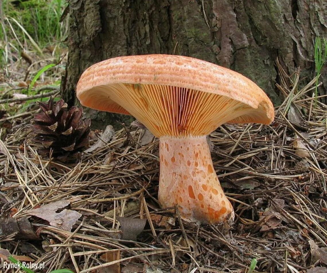 Рыжик Сосновый/Боровой (Lactarius deliciosus);. Рыжики грибы. Рыжик настоящий гриб. Царский гриб Рыжик. Рыжик детям