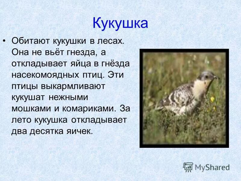 Жизнь кукушки небольшой рассказ. Небольшой рассказ о кукушке. Рассказ о жизни кукушки. Сведения о ж ЗНИ кукушки. Сведения ожызникукушки.