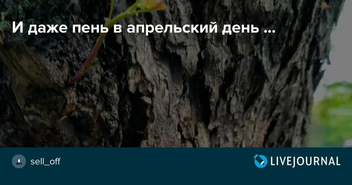 И даже пень в апрельский день березкой