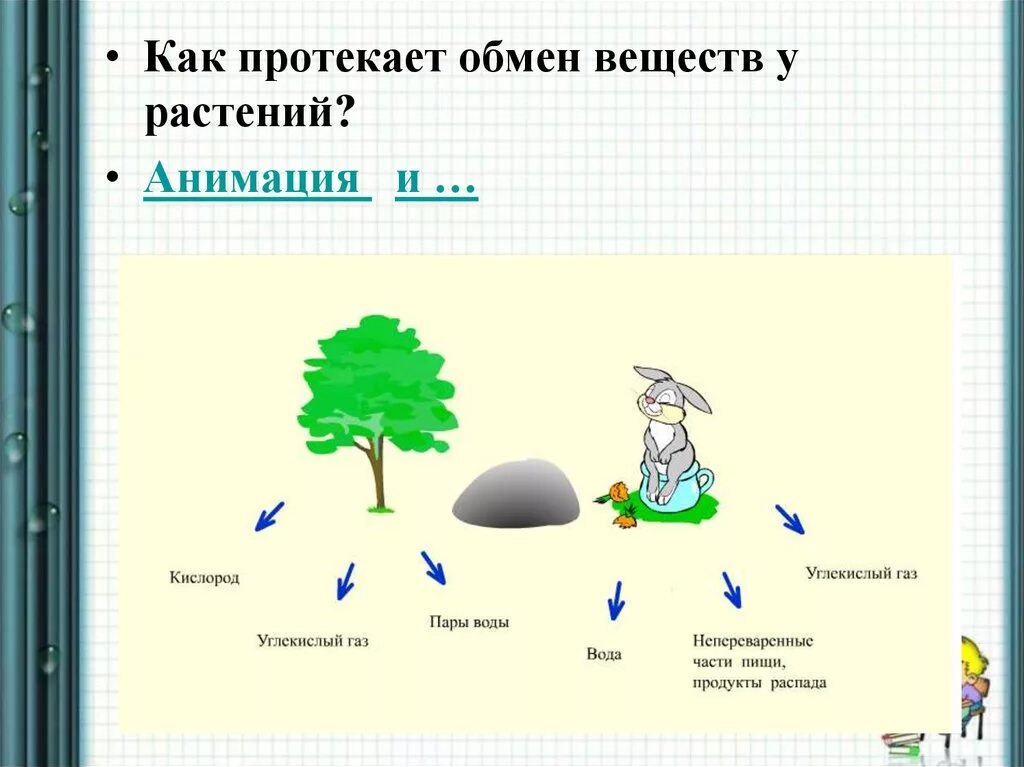 Обмен веществ растений урок. Схема обмена веществ у растений. Обмен веществ у растений и животных. Обмен веществ и энергии у растений. Обмен веществ у растений 6 класс биология.