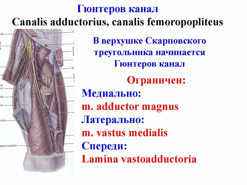 Бедренный треугольник топографическая анатомия. Бедренно-подколенный канал топографическая анатомия. Топография Canalis adductorius. Топография приводящего канала бедра.