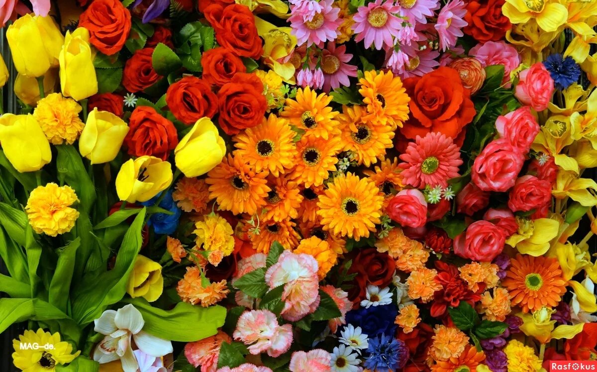 Набор цветов. Дополнение к цветам. Микс из разных цветов. Композиции петуния вербена алиссум. Садовый лютик ранункулюс.