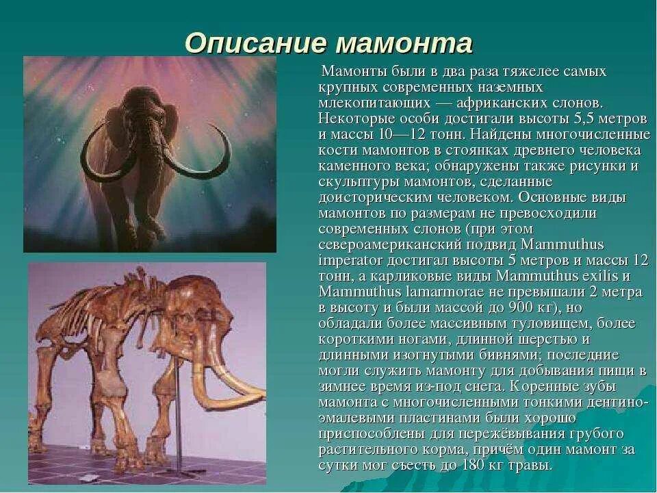 Сообщение о древнем животном
