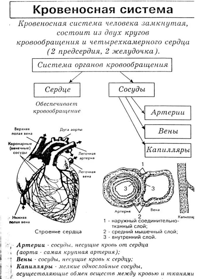 Круги кровообращения схема ЕГЭ. Кровеносная система строение и функции системы.. Круги кровообращения ЕГЭ биология схема. Система крови и сердечно-сосудистая система таблица. Функции огэ биология