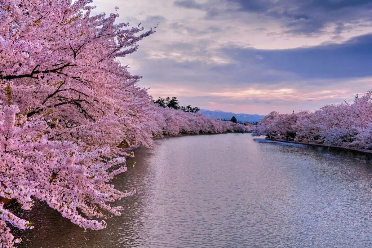 Черри блоссом. Япония гора Фудзияма и Сакура. Сакура черри блоссом. Сакура дерево цветение.