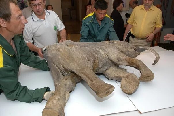 Возрождение мамонта. Возрождение мамонта. Клонирование мамонтов. Возрождение мамонта. Сибирский шерстистый мамонт.