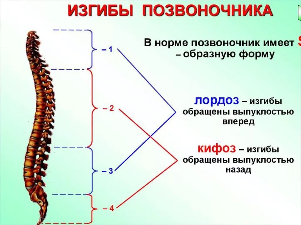 Укажите верно изгибы позвоночника