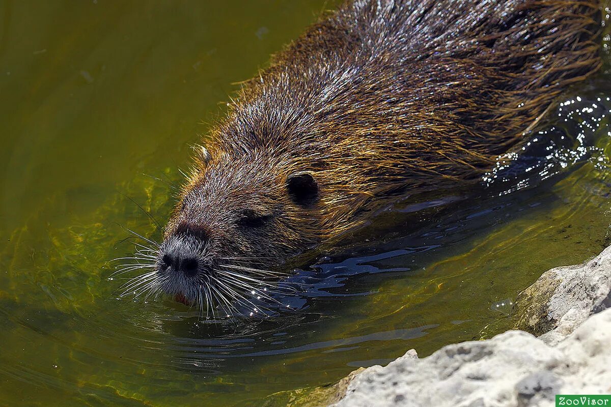 Крупные млекопитающие крыма. Млекопитающие самые - самые. Крупные млекопитающие крыма 4 класс окружающий мир. Животный мир крыма крупные млекопитающие. Крымский олень красная книга крыма.