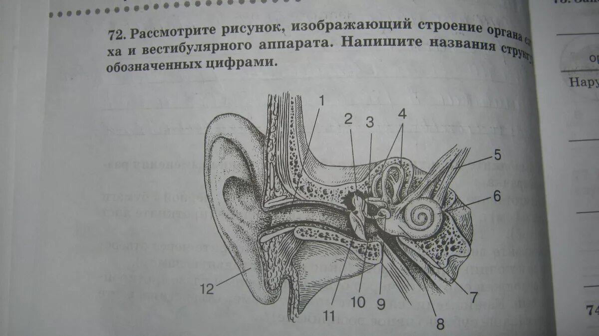 Сделайте подписи к рисунку строение. Строение уха без обозначений. Рассмотрим рисунок,изображающий структуры внутреннего уха. Строение уха по цифрам. Строение уха с цифрами.