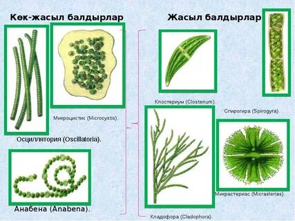 Жетілген сексуалдық порно
